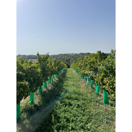 Ethic Drinks De-Alcoholized French Sparkling Wine
